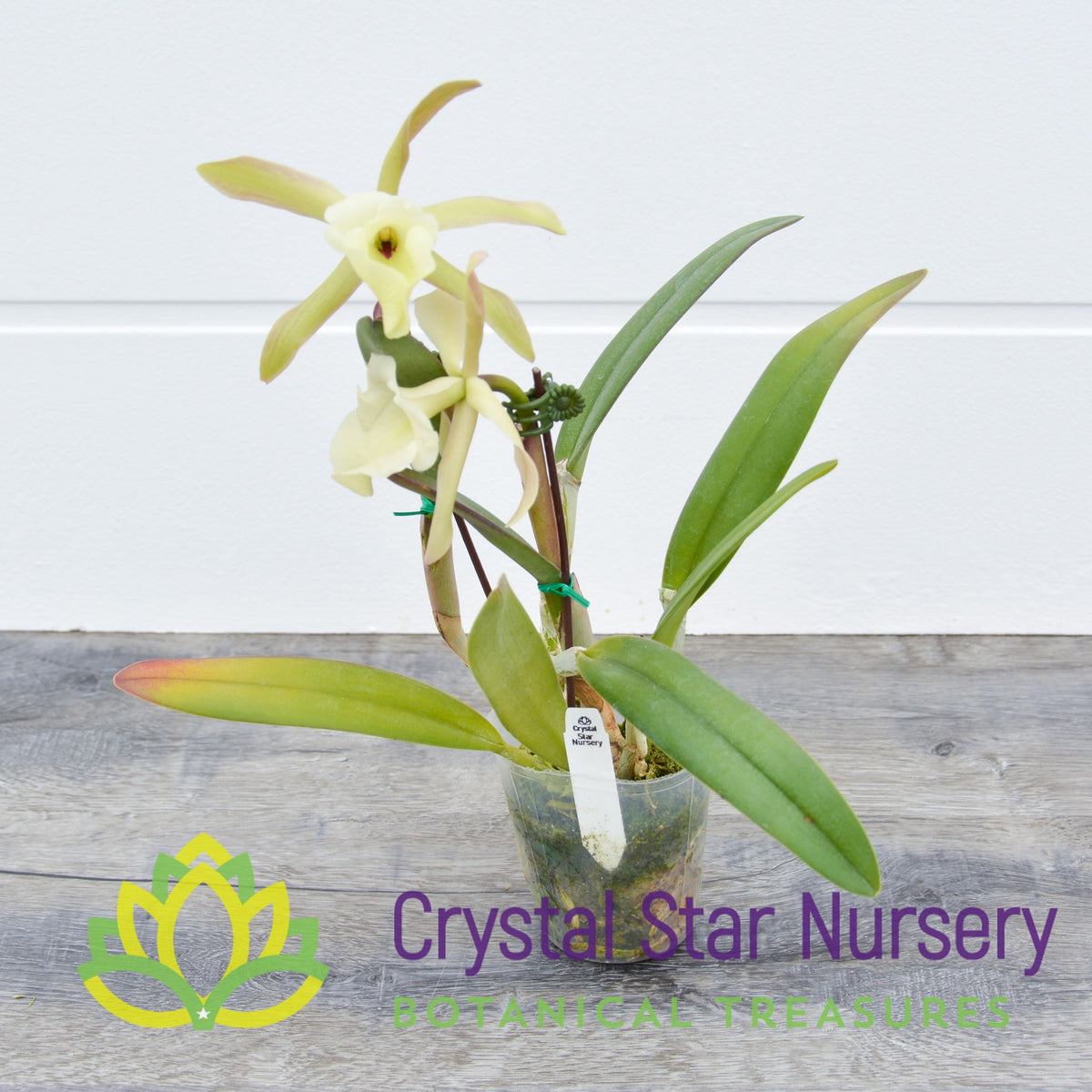 Rhyncholaelia Glauca