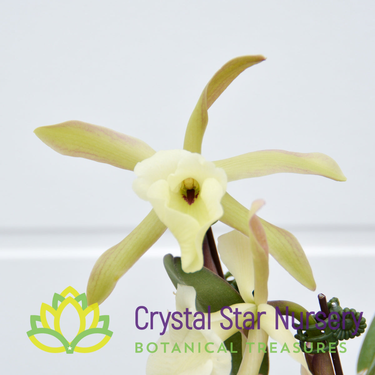 Rhyncholaelia Glauca