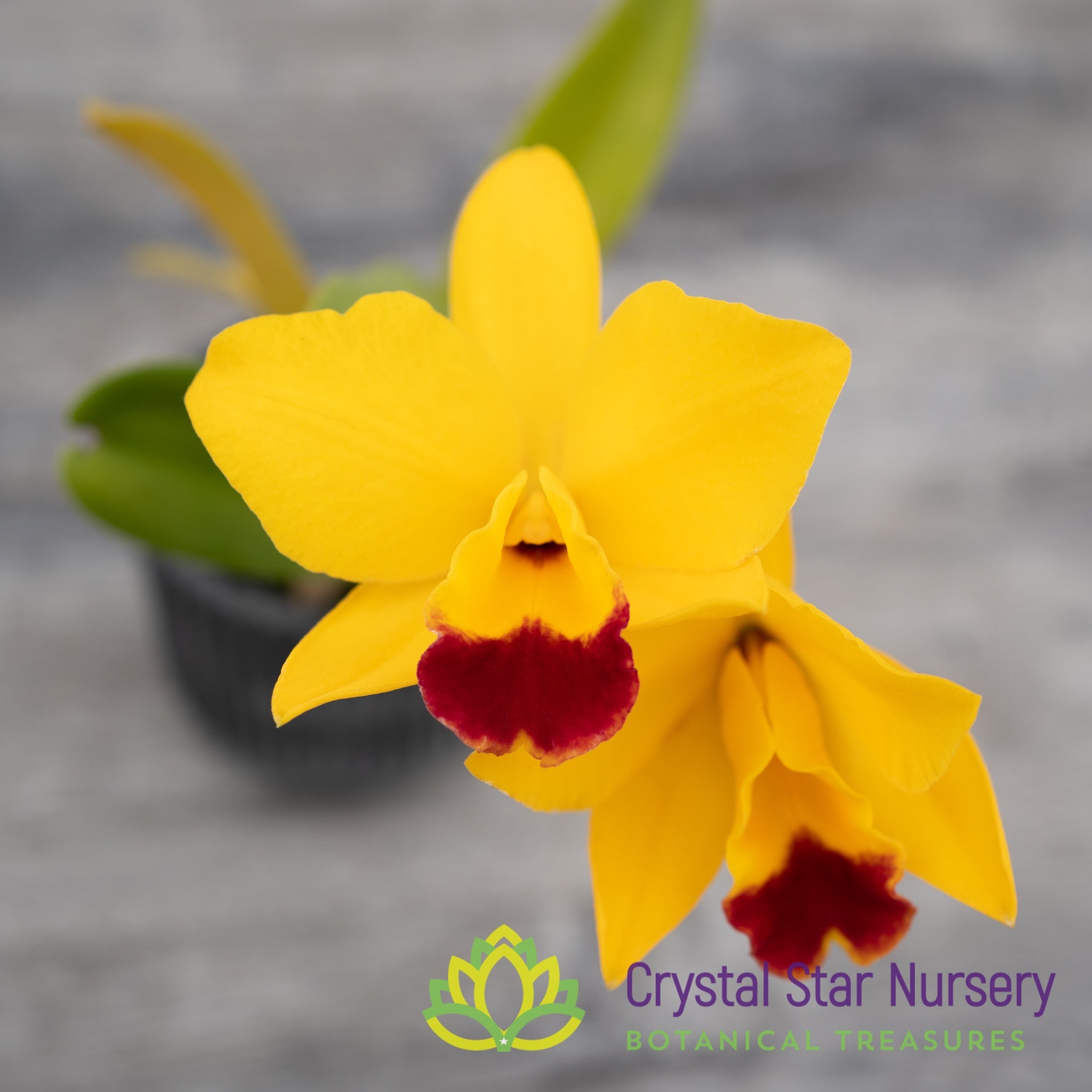 Rlc. Hsinying Sunbeam 'Juliets' Crystal Star Nursery