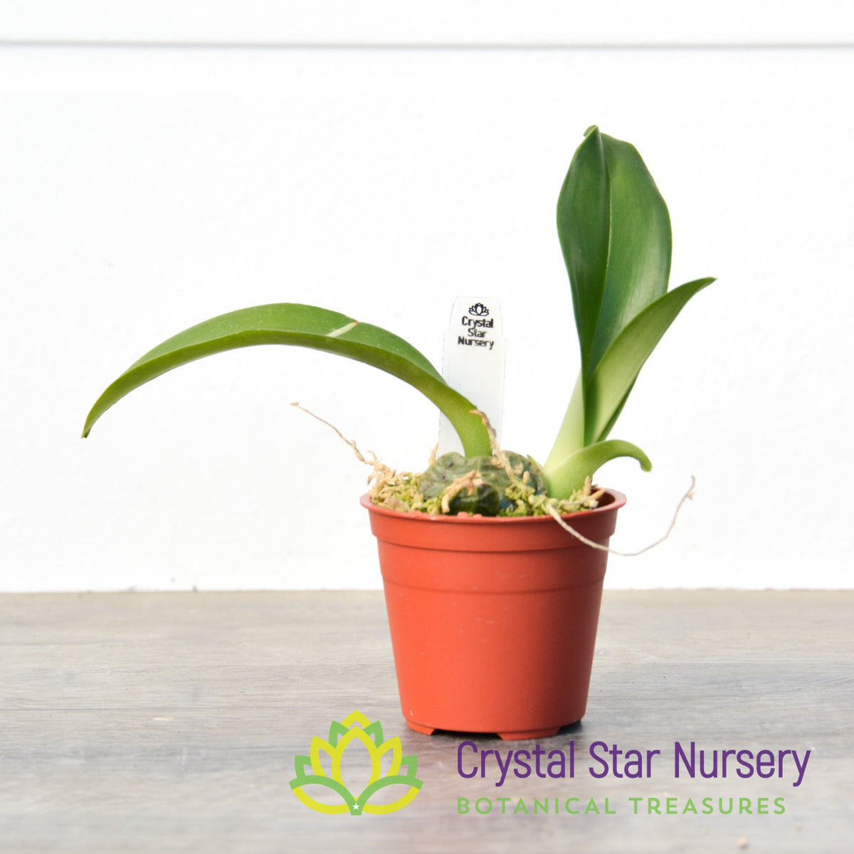 Rossioglossum Ampliatum (ONC-02)