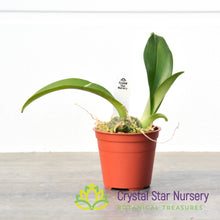 Rossioglossum Ampliatum (ONC-02)