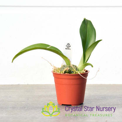 Rossioglossum Ampliatum (ONC-02)