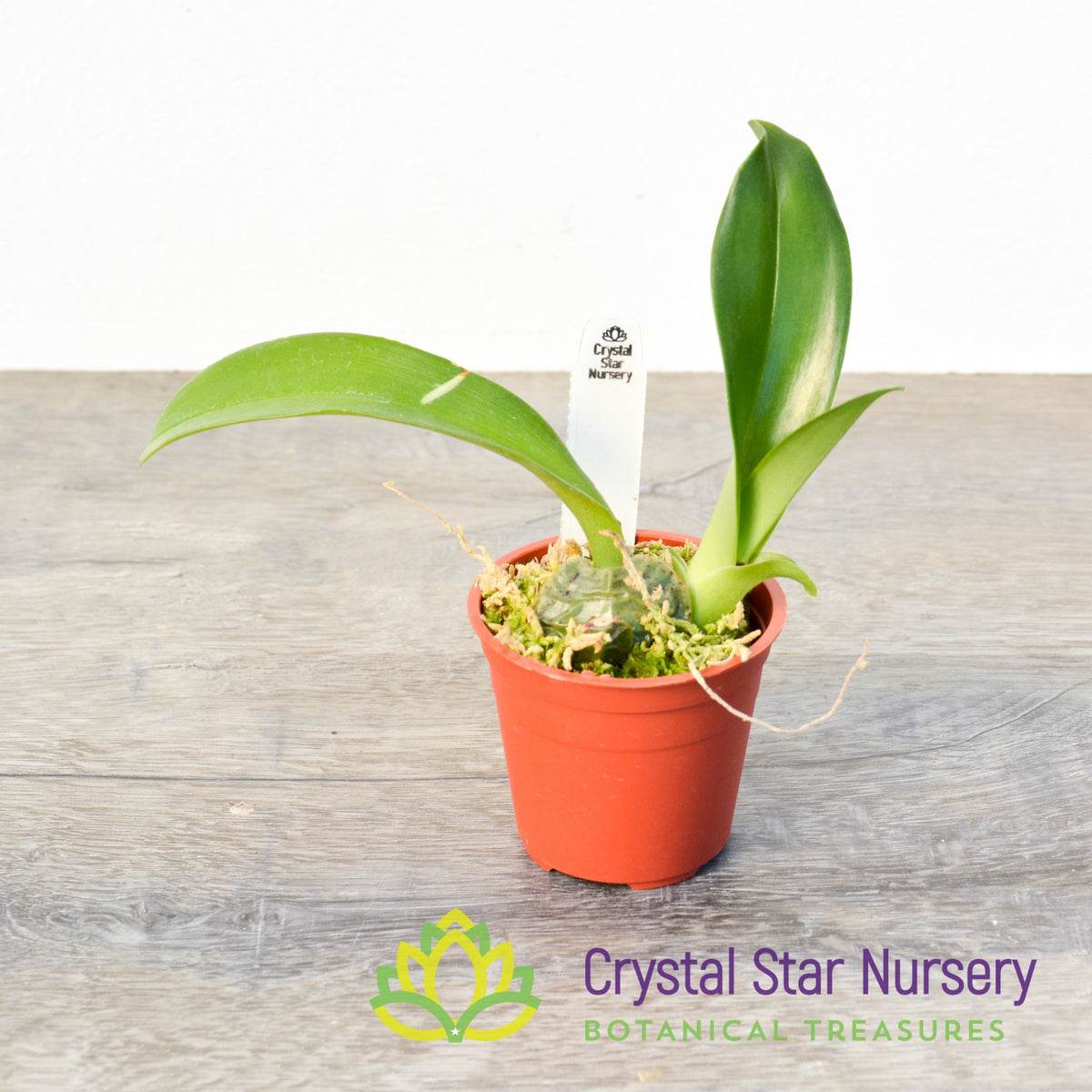 Rossioglossum Ampliatum (ONC-02)