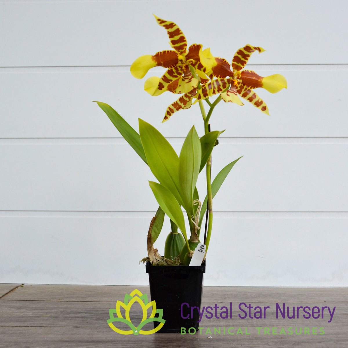 Rossioglossum Rawdon Jester