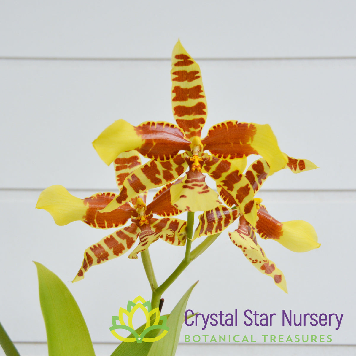Rossioglossum Rawdon Jester