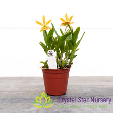 Rth. Young Min Orange x Epi. Porpax