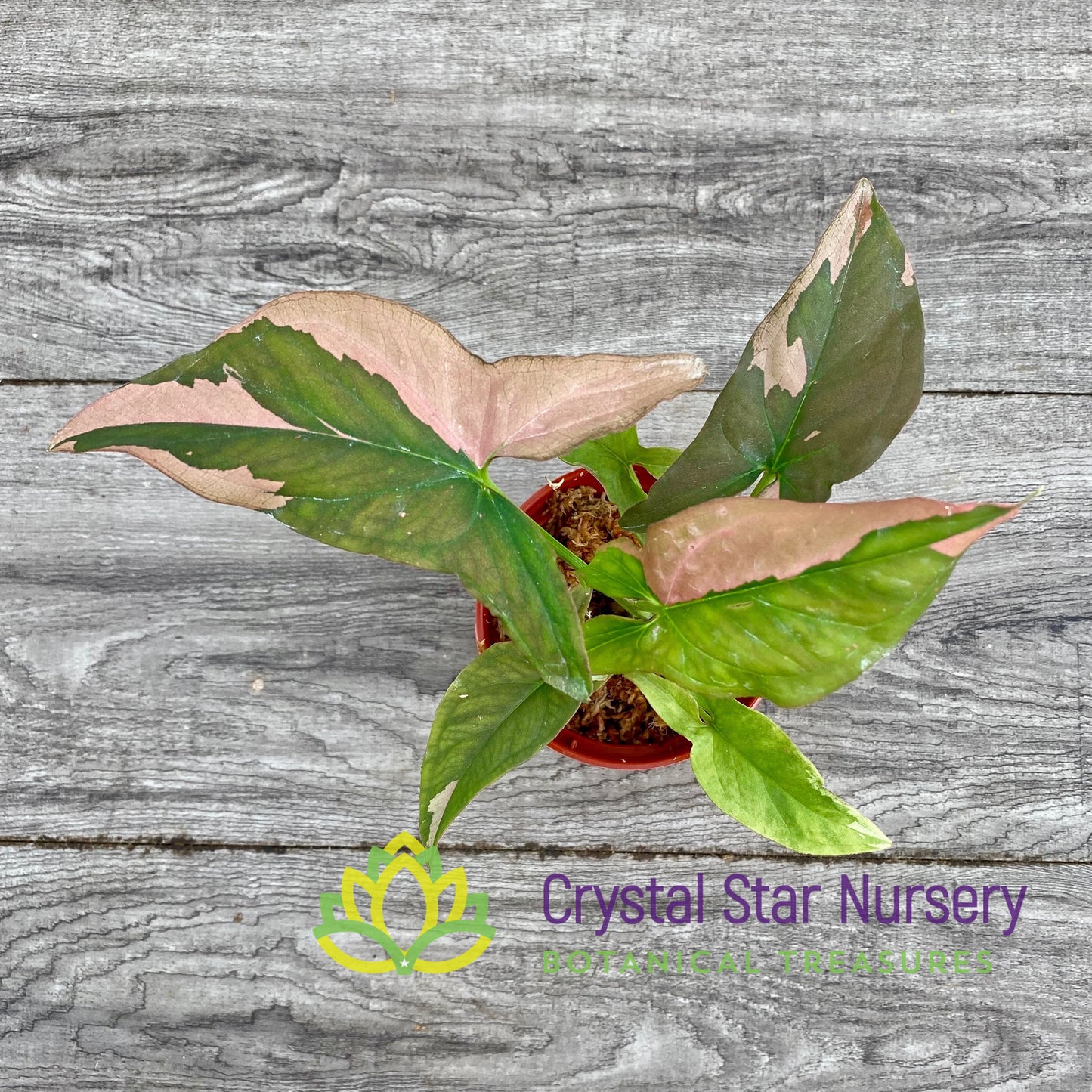 Syngonium Pink Splash