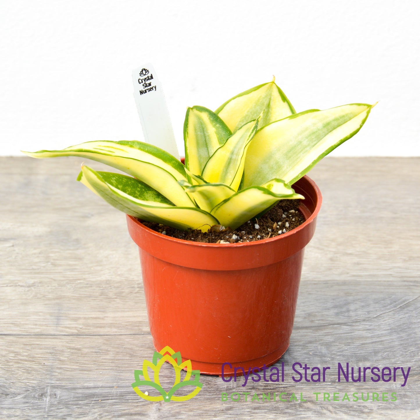 Sansevieria trifasciata 'Golden Hahnii'