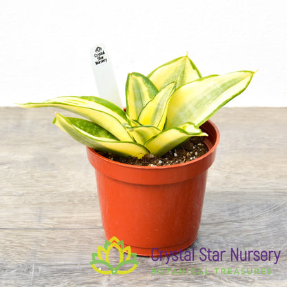 Sansevieria trifasciata 'Golden Hahnii'