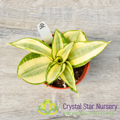 Sansevieria trifasciata 'Golden Hahnii'
