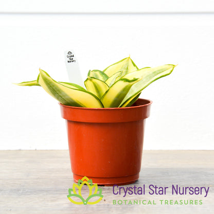 Sansevieria trifasciata 'Golden Hahnii'