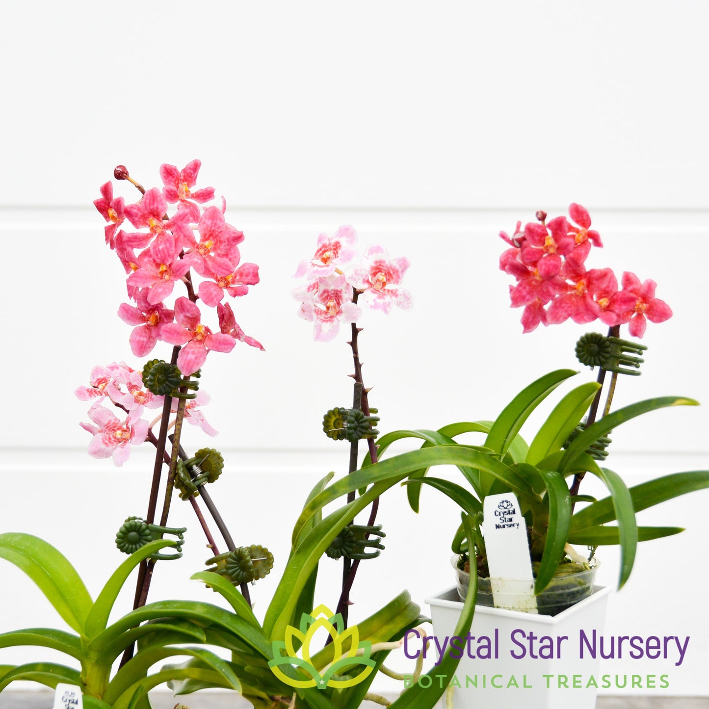 Sarcochilus (Bunyip 'Pale Pink' x Elegance 'Super') (172)