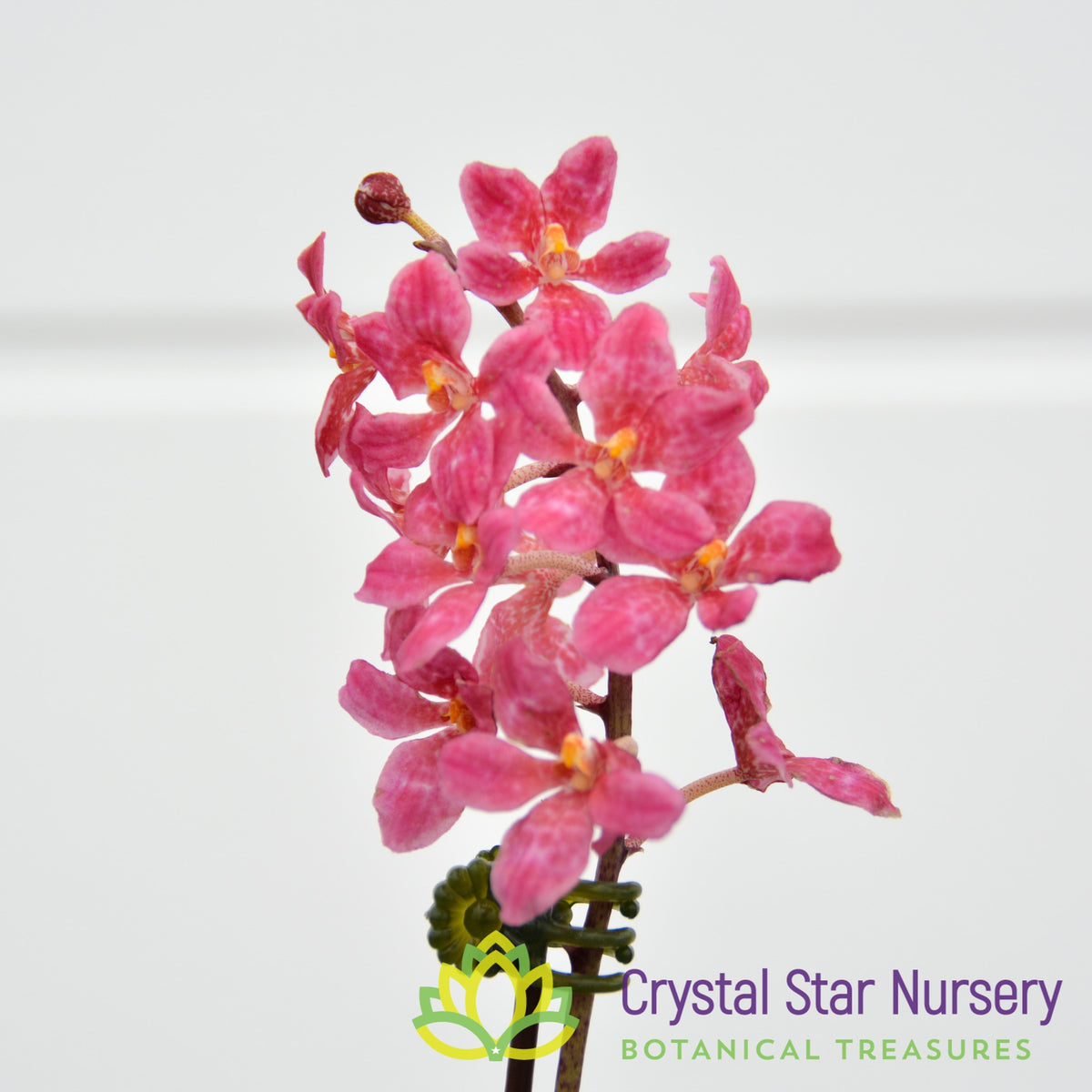 Sarcochilus (Bunyip 'Pale Pink' x Elegance 'Super') (172)