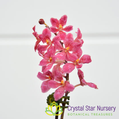 Sarcochilus (Bunyip 'Pale Pink' x Elegance 'Super') (172)