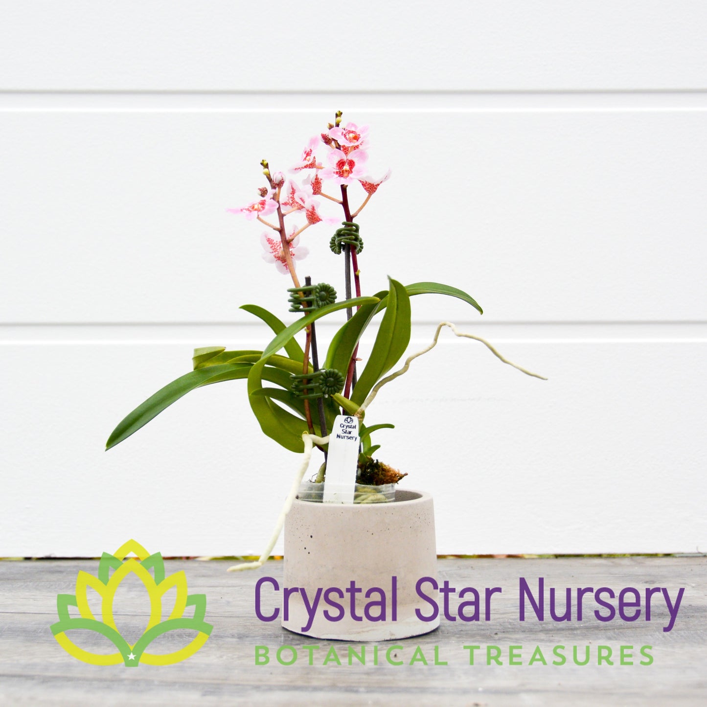 Sarcochilus (Bunyip 'Pale Pink' x Elegance 'Super') (172)