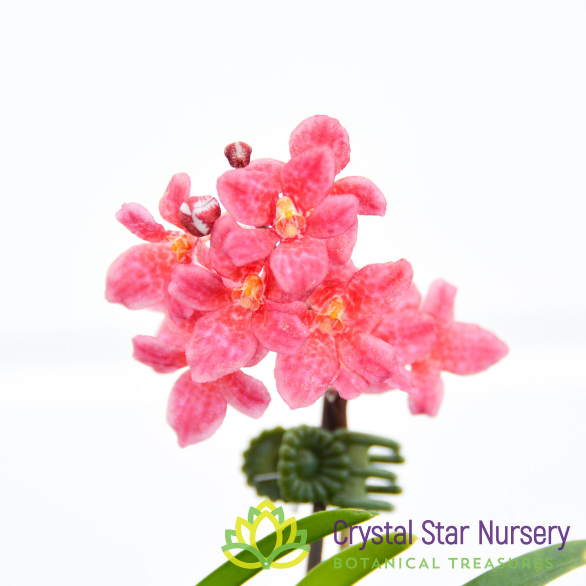 Sarcochilus (Bunyip &#39;Pale Pink&#39; x Elegance &#39;Super&#39;) (172)