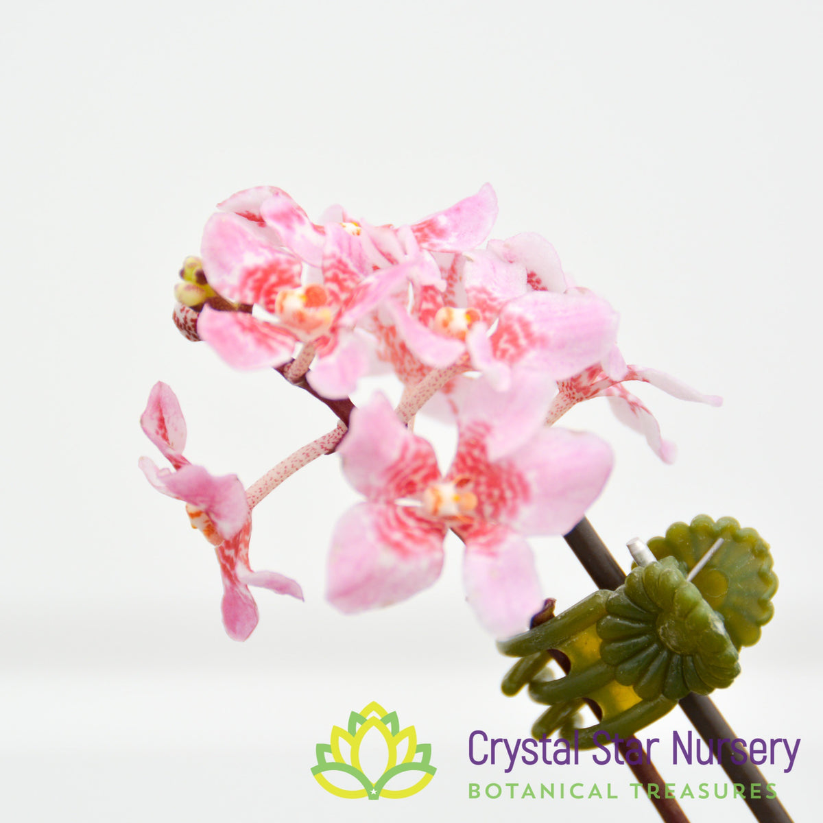 Sarcochilus (Bunyip &#39;Pale Pink&#39; x Elegance &#39;Super&#39;) (172)