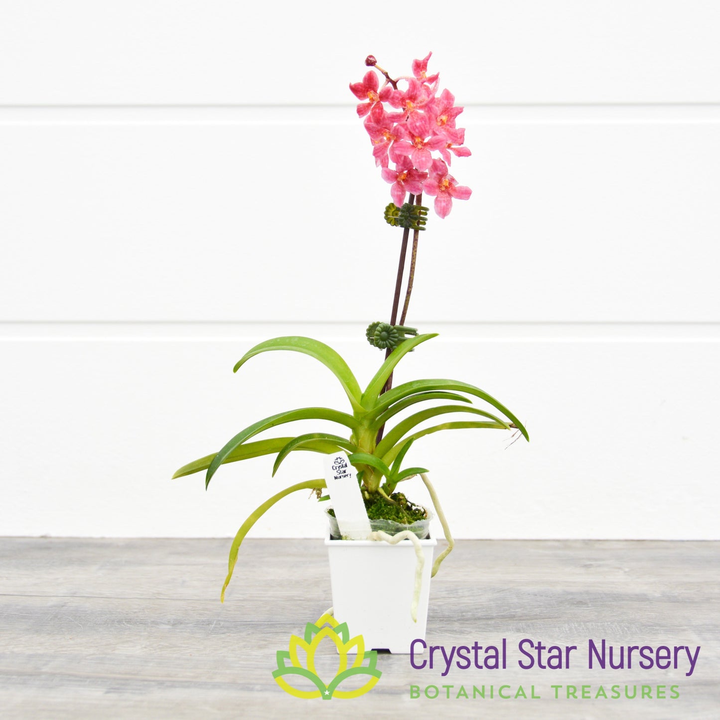 Sarcochilus (Bunyip 'Pale Pink' x Elegance 'Super') (172)