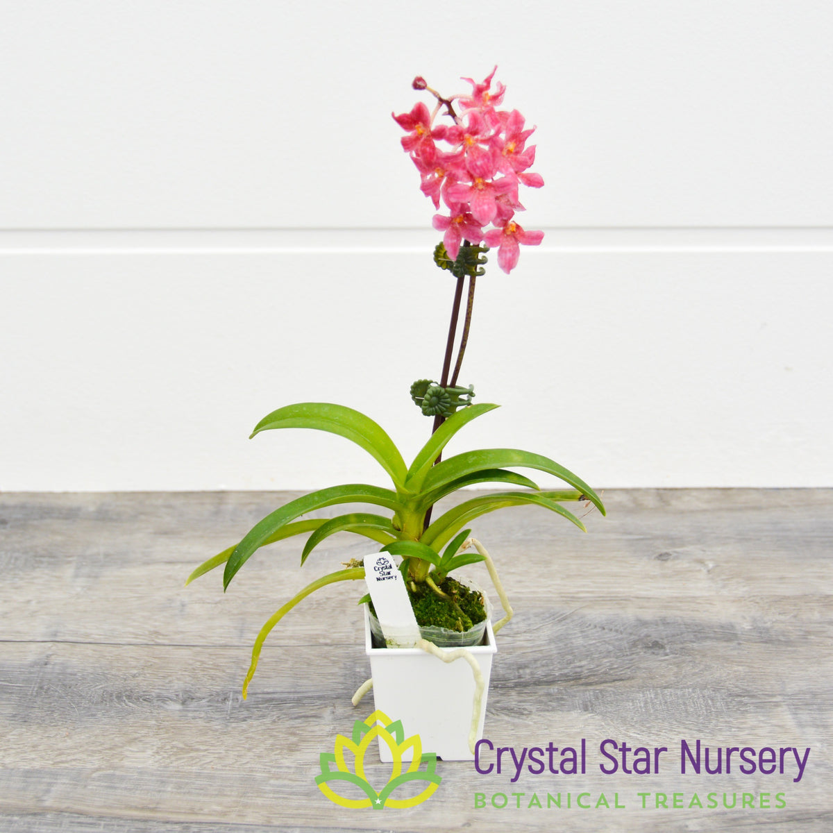 Sarcochilus (Bunyip 'Pale Pink' x Elegance 'Super') (172)