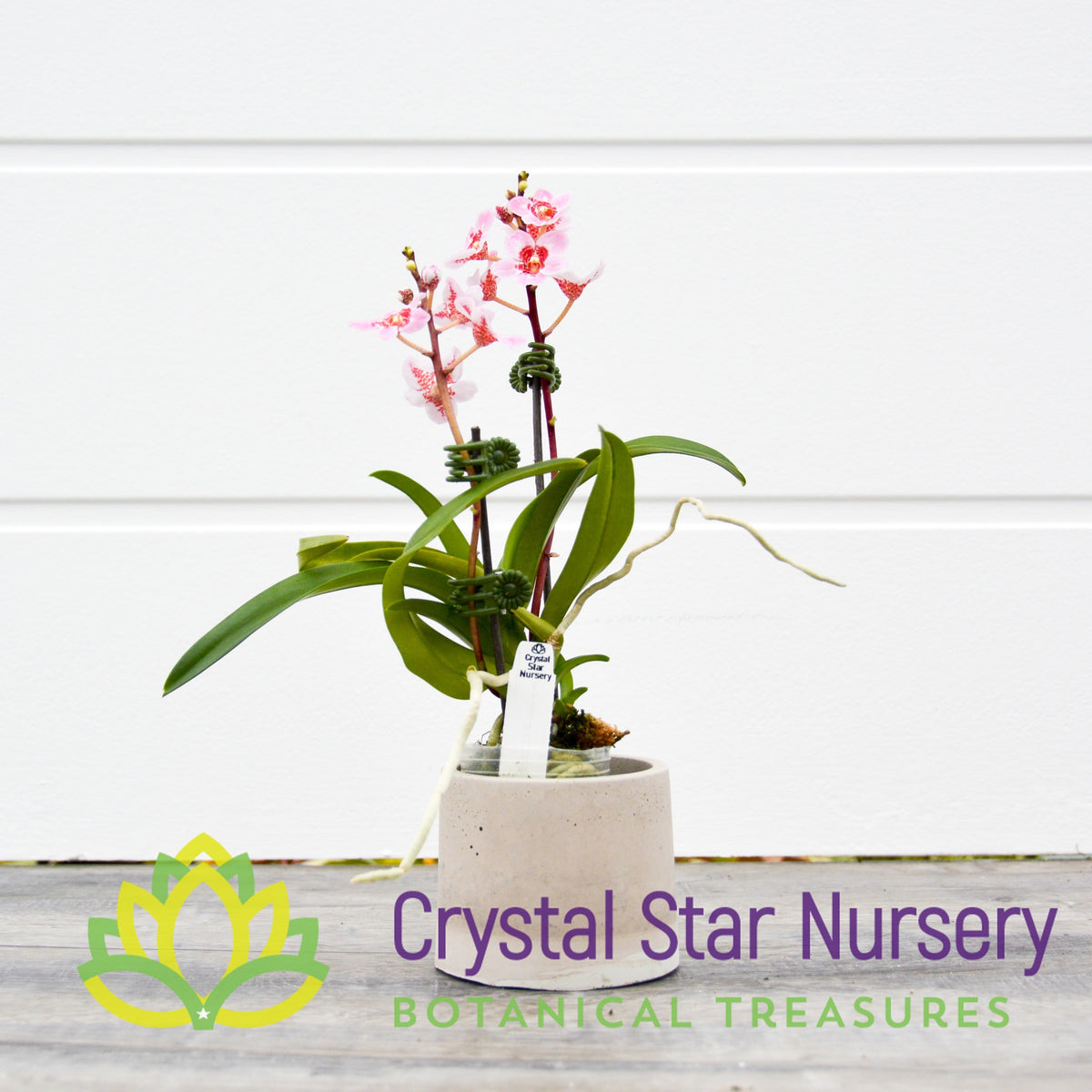 Sarcochilus (Bunyip &#39;Pale Pink&#39; x Elegance &#39;Super&#39;) (172)