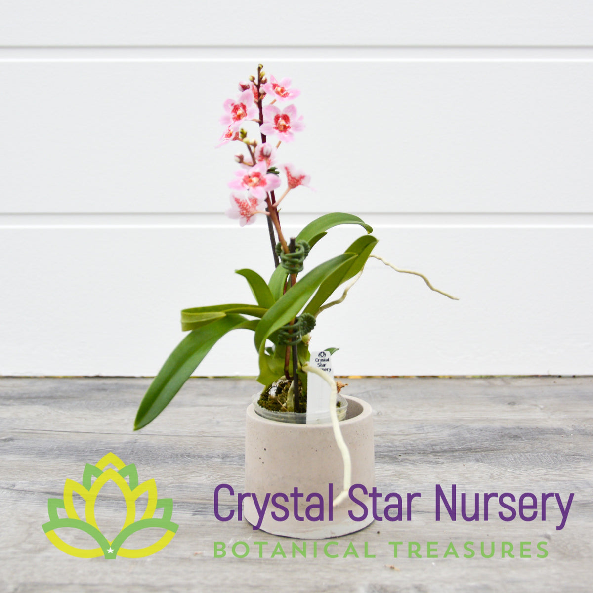 Sarcochilus (Bunyip &#39;Pale Pink&#39; x Elegance &#39;Super&#39;) (172)