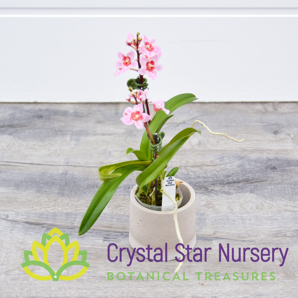 Sarcochilus (Bunyip &#39;Pale Pink&#39; x Elegance &#39;Super&#39;) (172)
