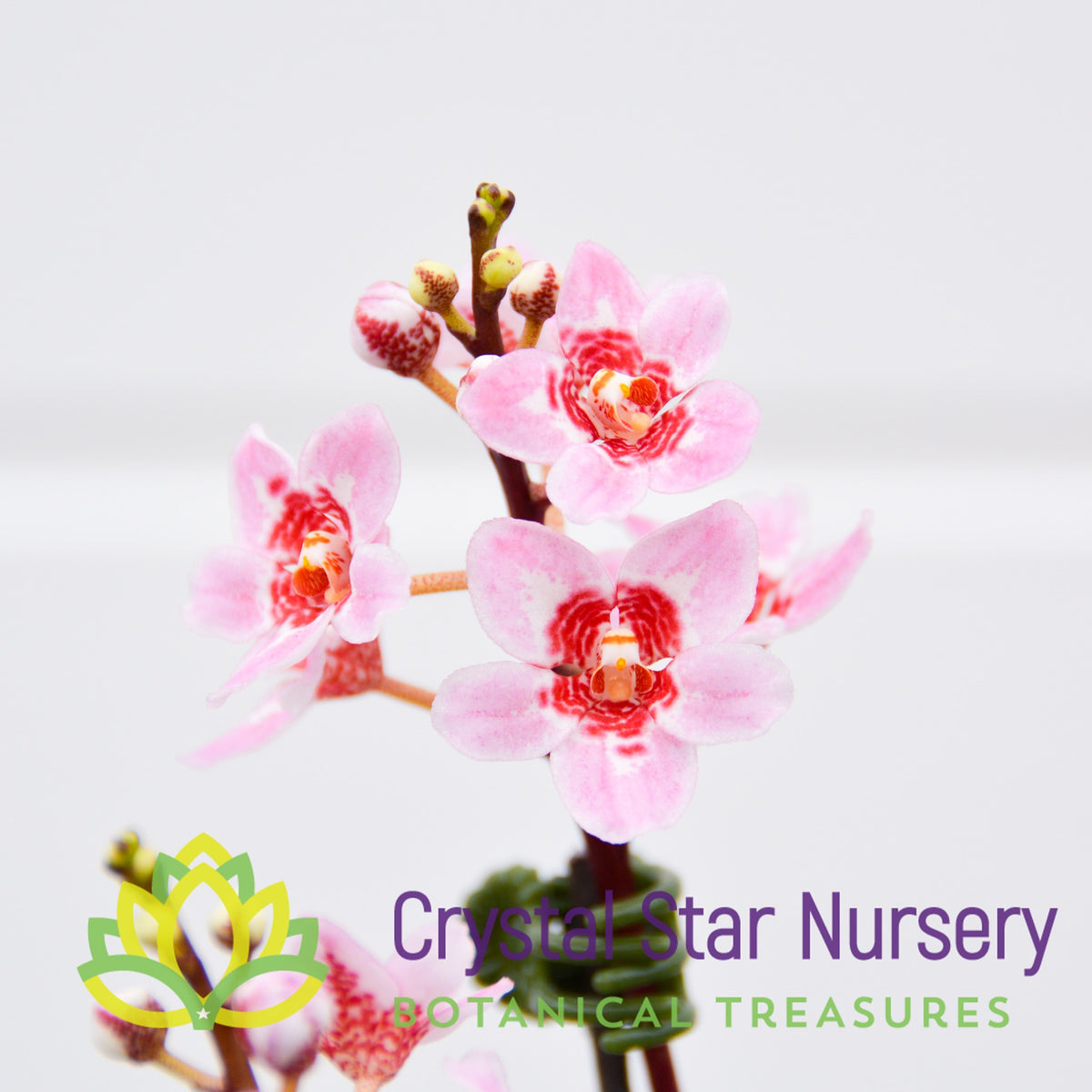 Sarcochilus (Bunyip &#39;Pale Pink&#39; x Elegance &#39;Super&#39;) (172)