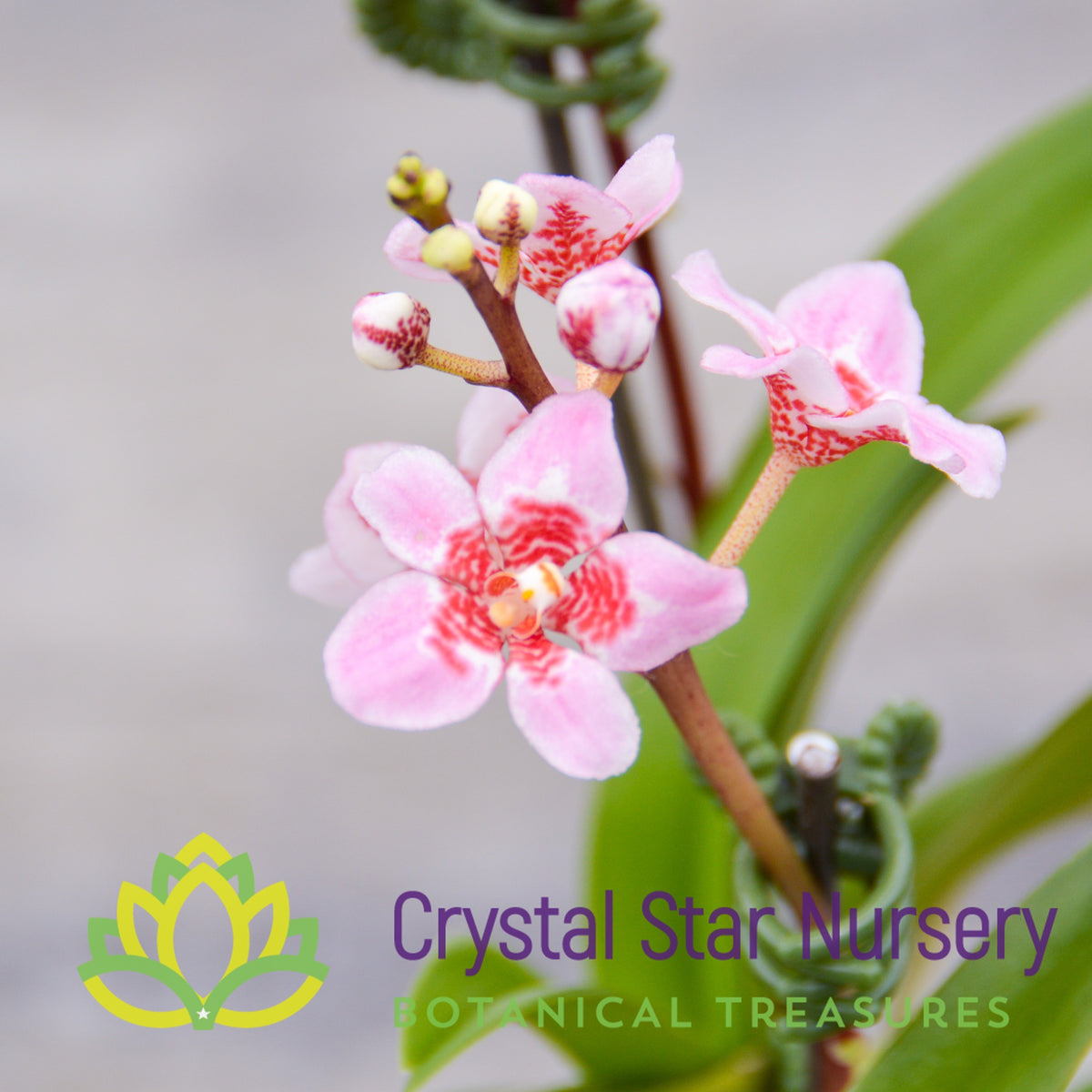 Sarcochilus (Bunyip &#39;Pale Pink&#39; x Elegance &#39;Super&#39;) (172)