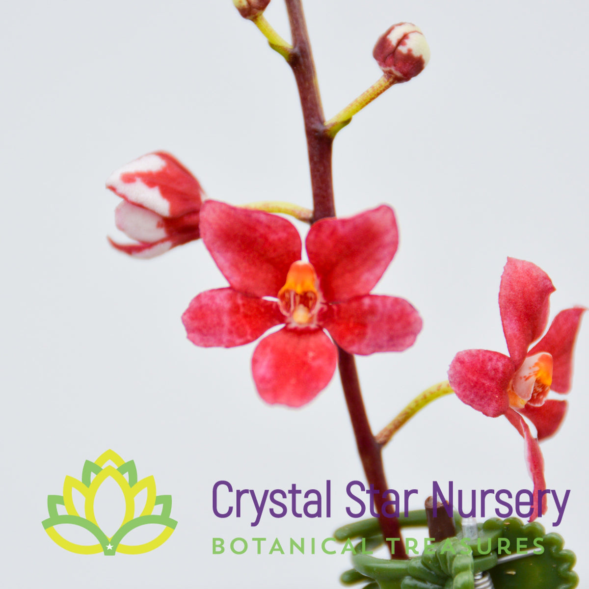 Sarcochilus (Bunyip &#39;Pale Pink&#39; x Elegance &#39;Super&#39;) (172)