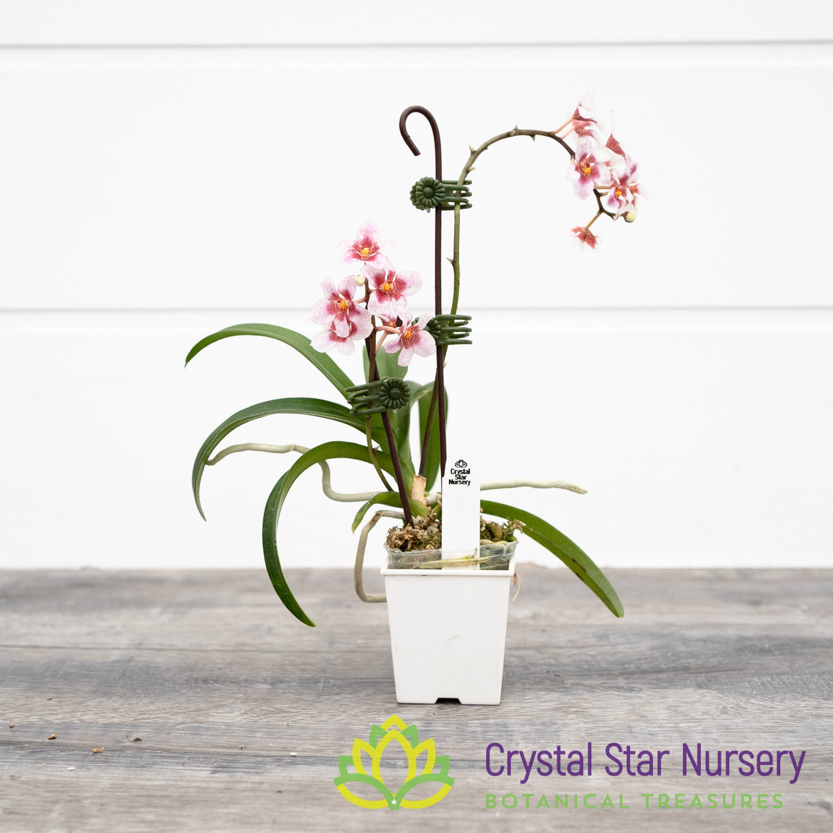 Sarcochilus Cherie Snow &#39;Dark Pink&#39; X Sweetheart &#39;Speckles&#39; (155)