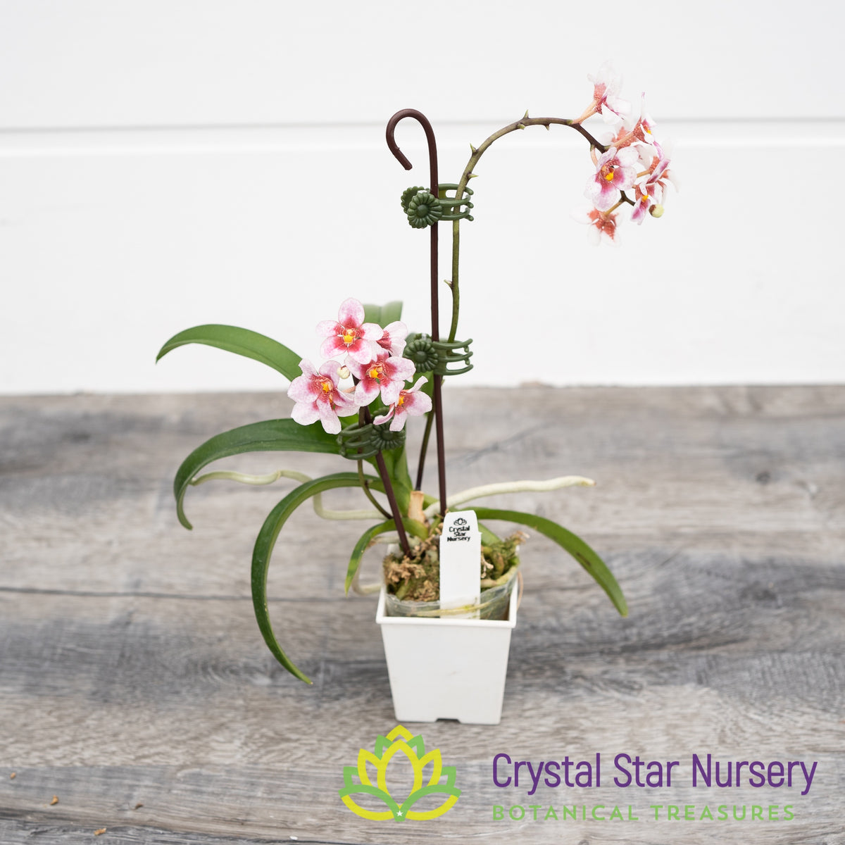 Sarcochilus Cherie Snow &#39;Dark Pink&#39; X Sweetheart &#39;Speckles&#39; (155)