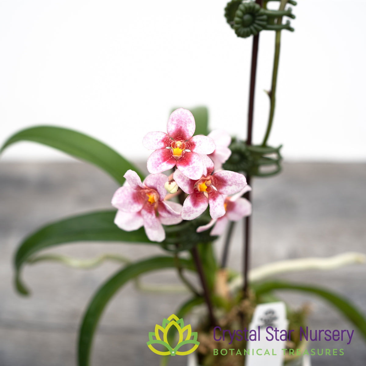 Sarcochilus Cherie Snow &#39;Dark Pink&#39; X Sweetheart &#39;Speckles&#39; (155)