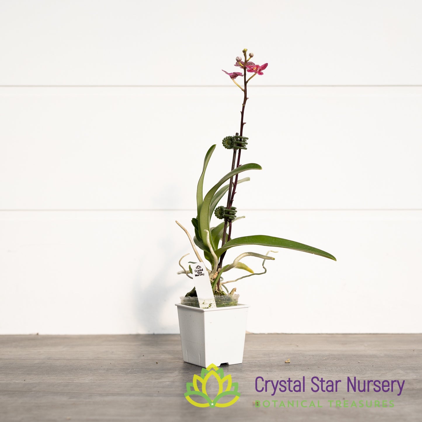 Sarcochilus Elegance 'Super' x (Kulnura Ripple x Kulnura Dazzel 'Ultra' (164)