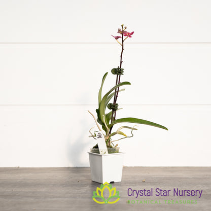Sarcochilus Elegance 'Super' x (Kulnura Ripple x Kulnura Dazzel 'Ultra' (164)