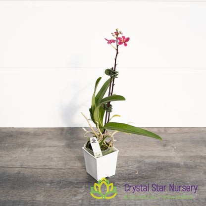 Sarcochilus Elegance 'Super' x (Kulnura Ripple x Kulnura Dazzel 'Ultra' (164)