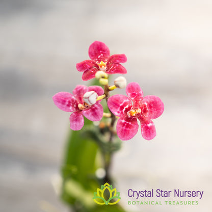 Sarcochilus Elegance 'Super' x (Kulnura Ripple x Kulnura Dazzel 'Ultra' (164)
