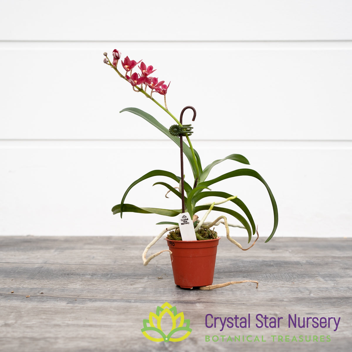 Sarcochilus Fairy &#39;Scarlet&#39; X Kulnura Intensity &#39;Red (190)