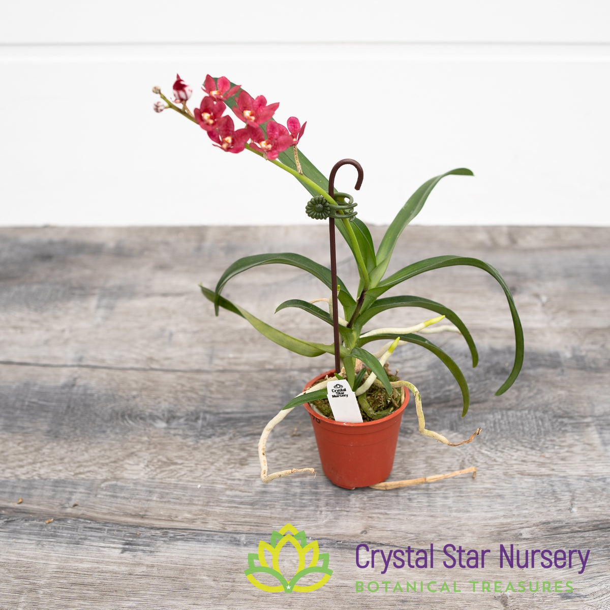 Sarcochilus Fairy &#39;Scarlet&#39; X Kulnura Intensity &#39;Red (190)