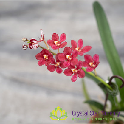 Sarcochilus Fairy 'Scarlet' X Kulnura Intensity 'Red (190)