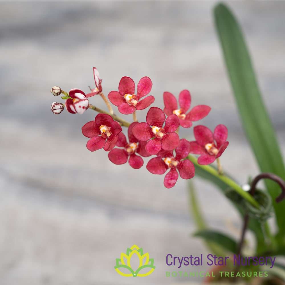 Orchids Tagged "Sarcochilus" Crystal Star Nursery