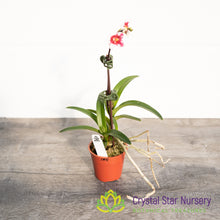 Sarcochilus Kulnura Intensity 'Deep Pink' x Orange Glow 'Flames' (185)