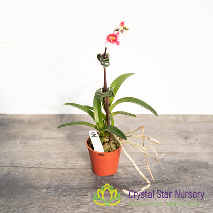 Sarcochilus Kulnura Intensity 'Deep Pink' x Orange Glow 'Flames' (185)
