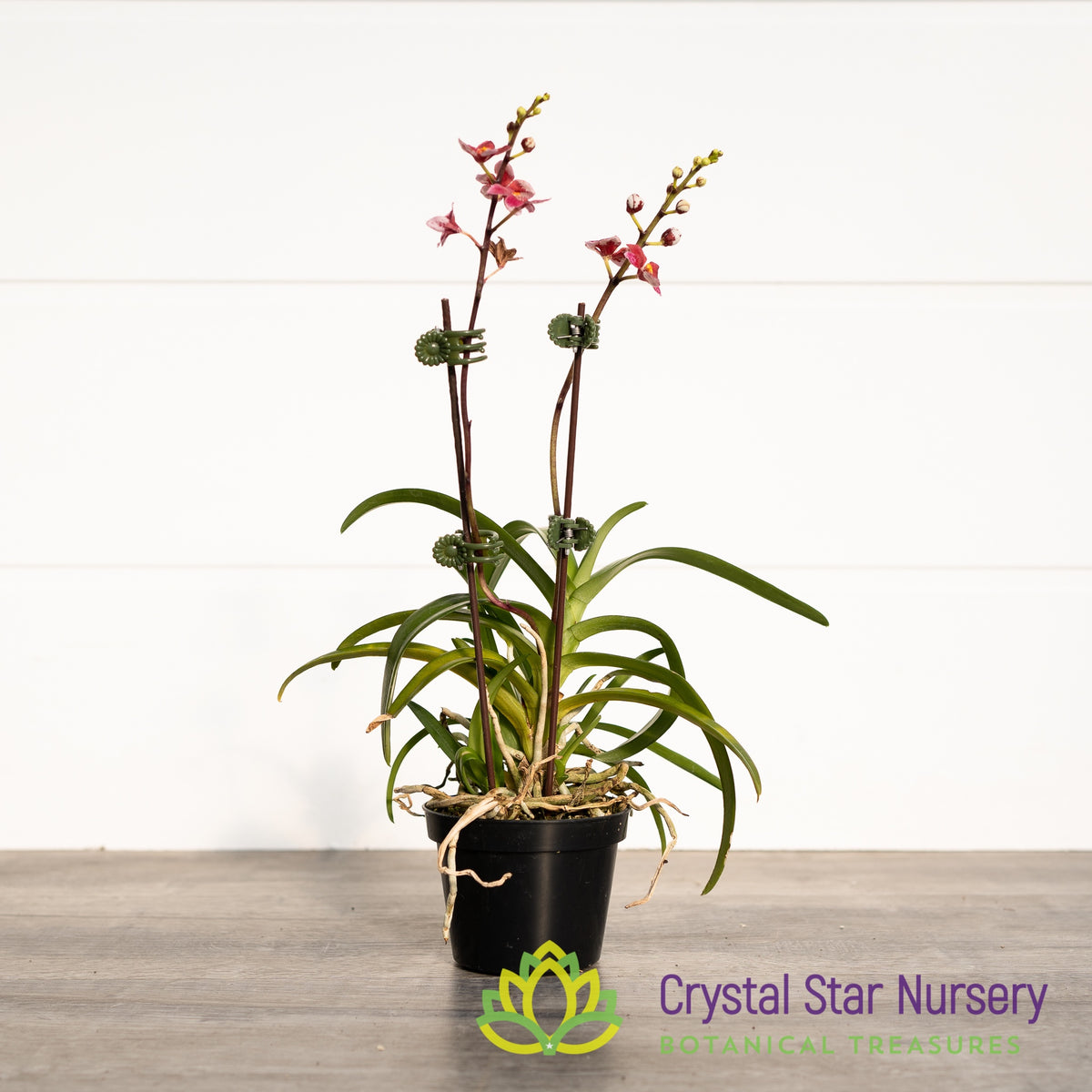 Sarcochilus Kulnura Intensity 'Deep Pink' x Orange Glow 'Flames' (185)