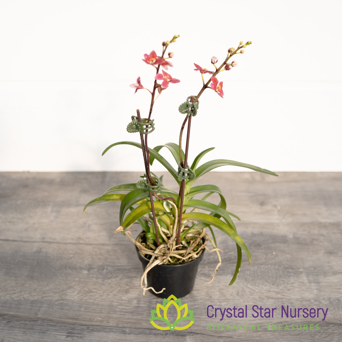 Sarcochilus Kulnura Intensity 'Deep Pink' x Orange Glow 'Flames' (185)
