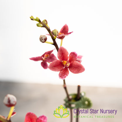 Sarcochilus Kulnura Intensity 'Deep Pink' x Orange Glow 'Flames' (185)