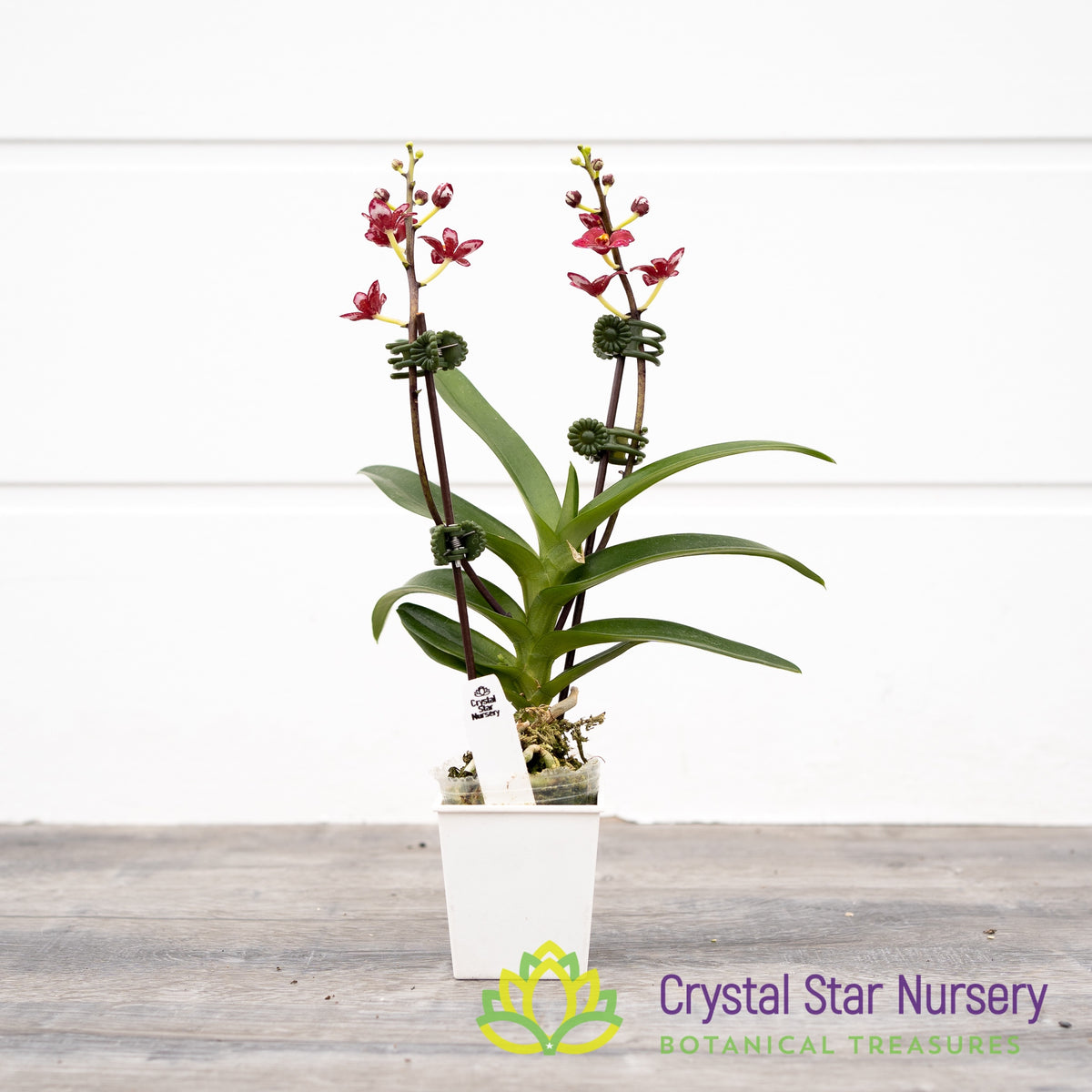 Sarcochilus Kurumba 'Red & White' x (Kulnura 'Ripple' x Bunyip 'Rusty Pink') (161)