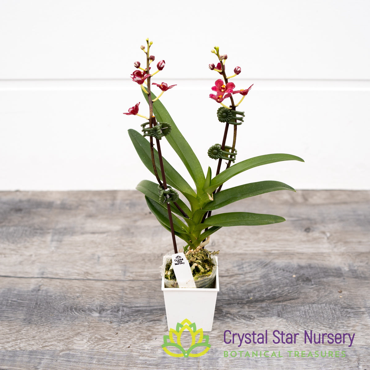 Sarcochilus Kurumba 'Red & White' x (Kulnura 'Ripple' x Bunyip 'Rusty Pink') (161)