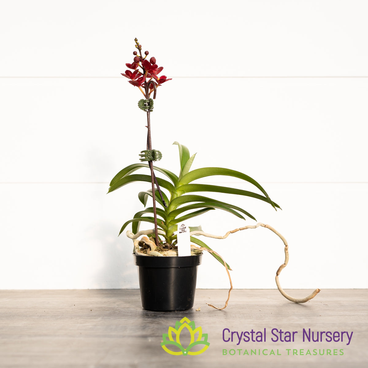 Sarcochilus Kurumba 'Red & White' x (Kulnura 'Ripple' x Bunyip 'Rusty Pink') (161)