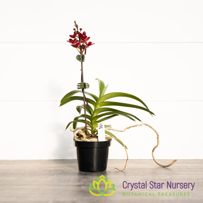 Sarcochilus Kurumba 'Red & White' x (Kulnura 'Ripple' x Bunyip 'Rusty Pink') (161)