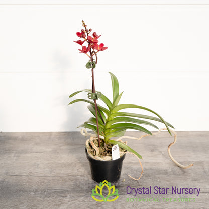 Sarcochilus Kurumba 'Red & White' x (Kulnura 'Ripple' x Bunyip 'Rusty Pink') (161)